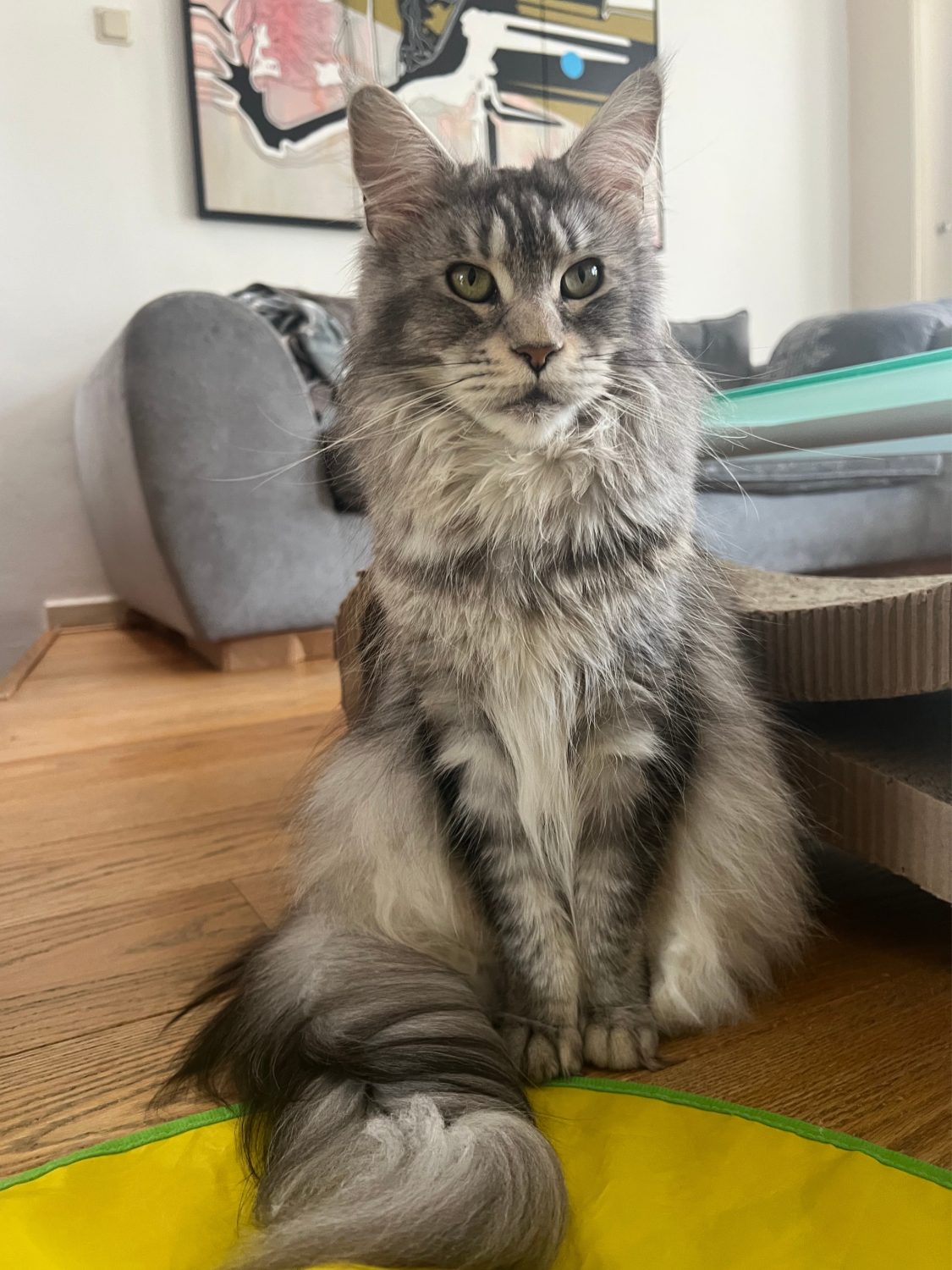 Kutie Pie, a black silver ticked Maine Coon queen