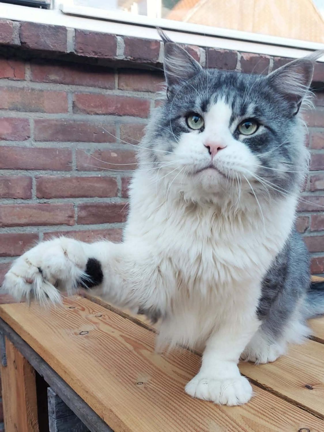 Warjo, a black silver mackerel tabby with white Maine Coon tom